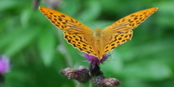 Schmetterling in der Balance